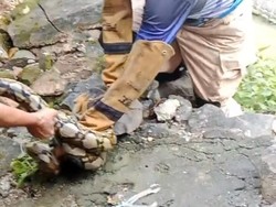 Hiii... Ular Sanca 4,5 Meter Bekeliaran di Pemukiman Warga Nganjuk