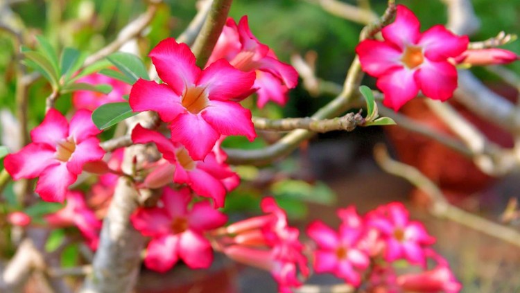 Adenium obesum&comma; commonly known as the desert rose&comma; is a perennial flowering plant&period; It is very beautiful plant and is known by its deep red flowers&comma; blooming in spring&comma; and a swollen succulent stem&period;
