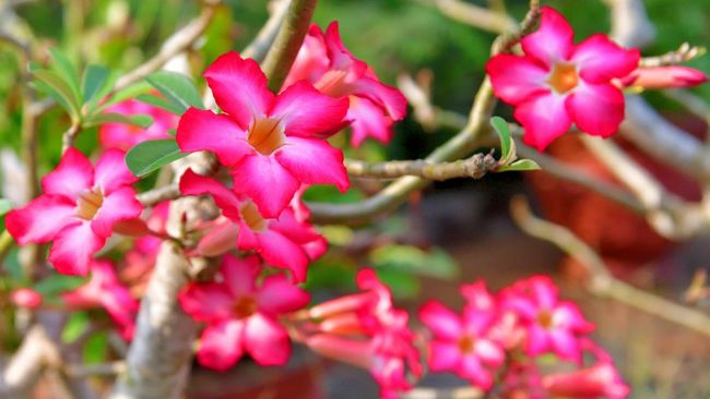 Tanaman Hias Adenium Obesum untuk Taman Rumah, Begini Cara Merawatnya