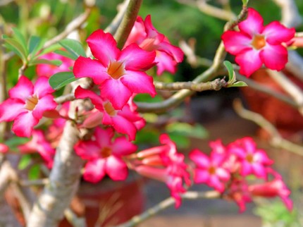 Tanaman Hias Adenium Obesum untuk Taman Rumah, Begini Cara Merawatnya