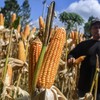 Petani memetik jagung varietas NK 306 Garuda di lahan pertanian Gapoktan Harapan Laksana, Desa Sukamulya, Kabupaten Ciamis, Jawa Barat, Senin (18/5/2026). Perum Bulog mencatat telah menyerap hampir 300 ribu ton jagung kering dan menargetkan penyerapa