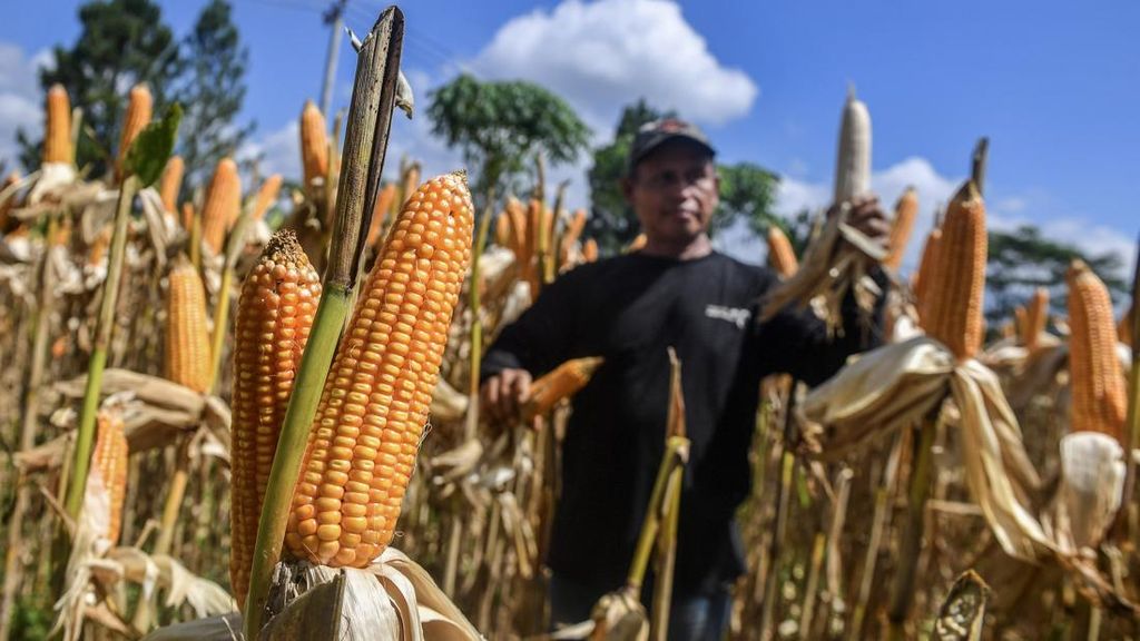 FOTO: Jibaku Kejar Target Serap Satu Juta Ton Jagung