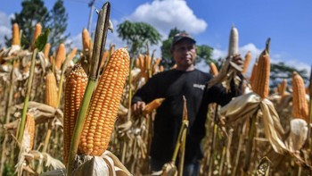 FOTO: Jibaku Kejar Target Serap Satu Juta Ton Jagung