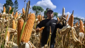 FOTO: Jibaku Kejar Target Serap Satu Juta Ton Jagung