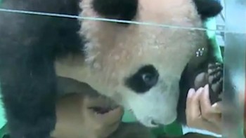 Bayi Panda Pertama di Indonesia Lahir di Taman Safari di Cisarua