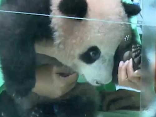 Bayi Panda Pertama di Indonesia Lahir di Taman Safari di Cisarua
