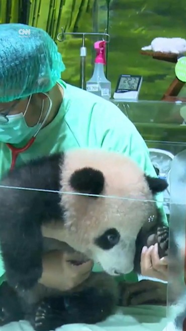 Bayi Panda Pertama di Indonesia Lahir di Taman Safari di Cisarua
