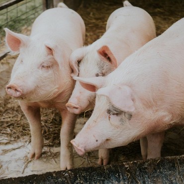 Jadi Negara Pemasok Terbesar, Ini Istilah Lain Daging Babi pada Makanan di China