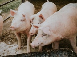 Jadi Negara Pemasok Terbesar, Ini Istilah Lain Daging Babi pada Makanan di China
