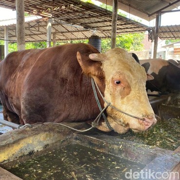Daftar Sapi Kurban Prabowo 2026 di Seluruh Wilayah Indonesia, Blitar Catat Rekor
