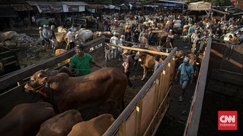Sejumlah pedagang menjual sapi untuk kurban di Pasar Hewan Jonggol, Kabupaten Bogor, Jawa Barat, Kamis (21/5). (CNN Indonesia/Adi ibrahim)