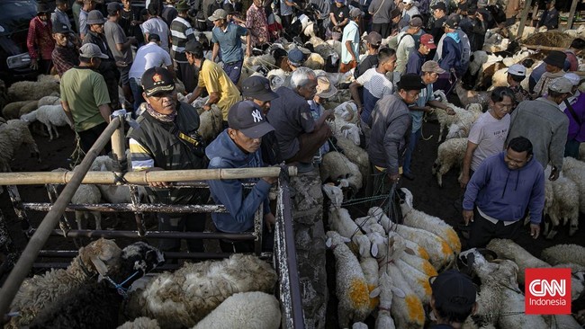 Sejumlah pedagang menjual sapi untuk kurban di Pasar Hewan Jonggol, Kabupaten Bogor, Jawa Barat, Kamis (21/5/2026). (CNN Indonesia/Adi ibrahim)