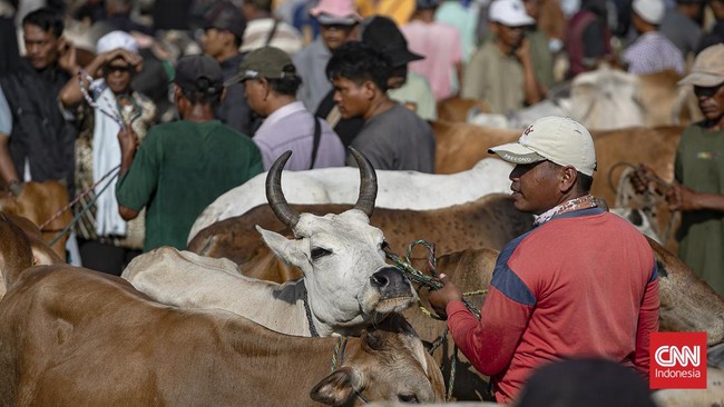 Sejumlah pedagang menjual sapi untuk kurban di Pasar Hewan Jonggol, Kabupaten Bogor, Jawa Barat, Kamis (21/5/2026). (CNN Indonesia/Adi ibrahim)