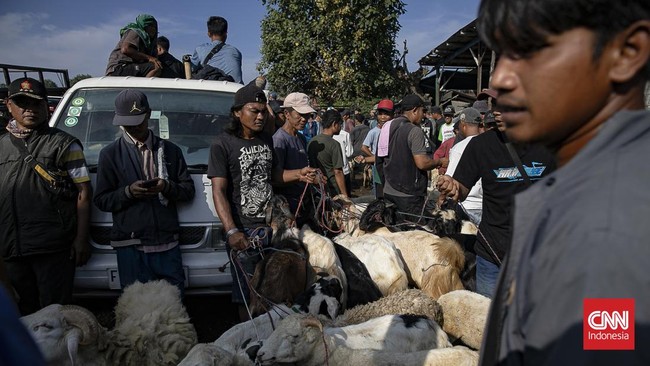 Sejumlah pedagang menjual sapi untuk kurban di Pasar Hewan Jonggol, Kabupaten Bogor, Jawa Barat, Kamis (21/5/2026). (CNN Indonesia/Adi ibrahim)
