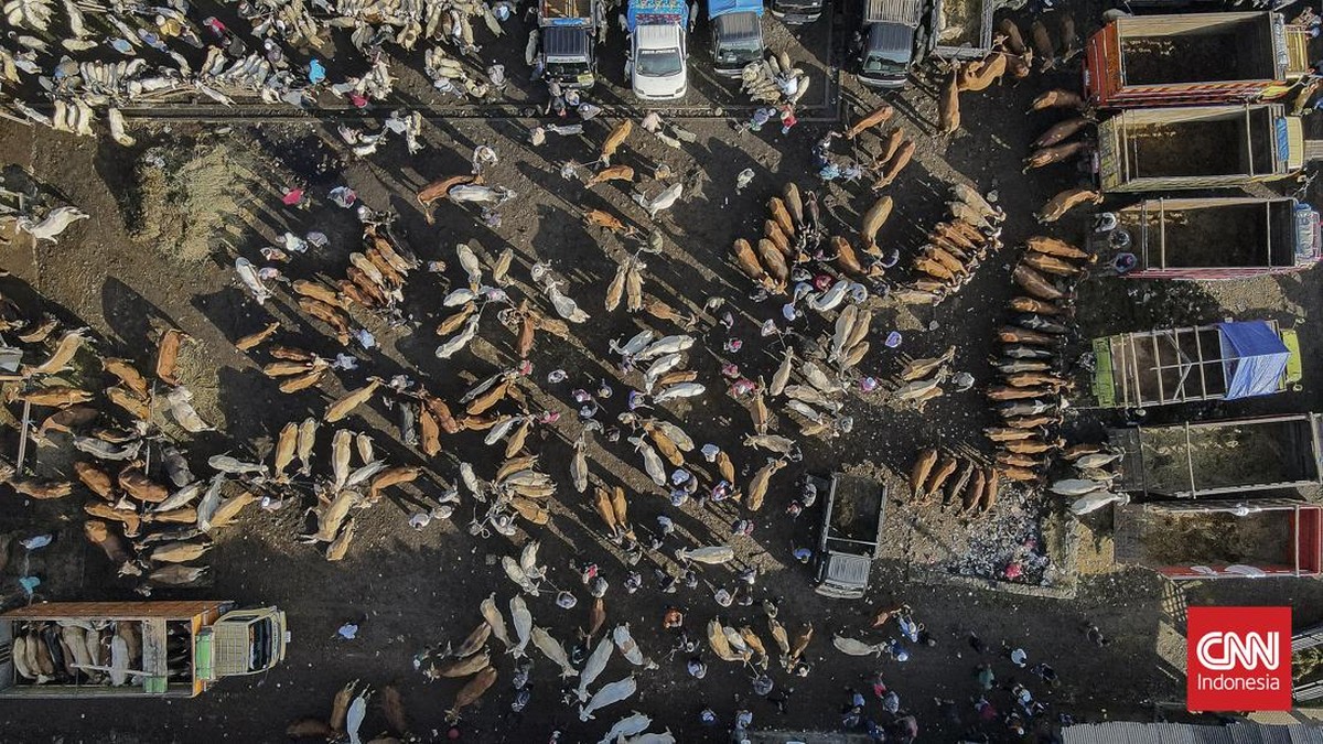 Sejumlah pedagang menjual sapi untuk kurban di Pasar Hewan Jonggol, Kabupaten Bogor, Jawa Barat, Kamis (21/5/2026). (CNN Indonesia/Adi ibrahim)