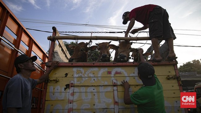 Sejumlah pedagang menjual sapi untuk kurban di Pasar Hewan Jonggol, Kabupaten Bogor, Jawa Barat, Kamis (21/5/2026). (CNN Indonesia/Adi ibrahim)
