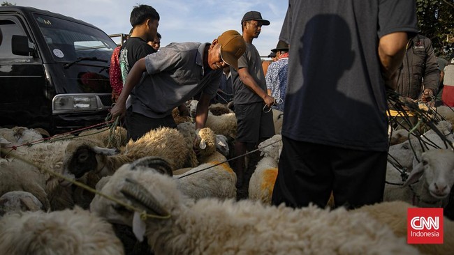 Sejumlah pedagang menjual sapi untuk kurban di Pasar Hewan Jonggol, Kabupaten Bogor, Jawa Barat, Kamis (21/5/2026). (CNN Indonesia/Adi ibrahim)