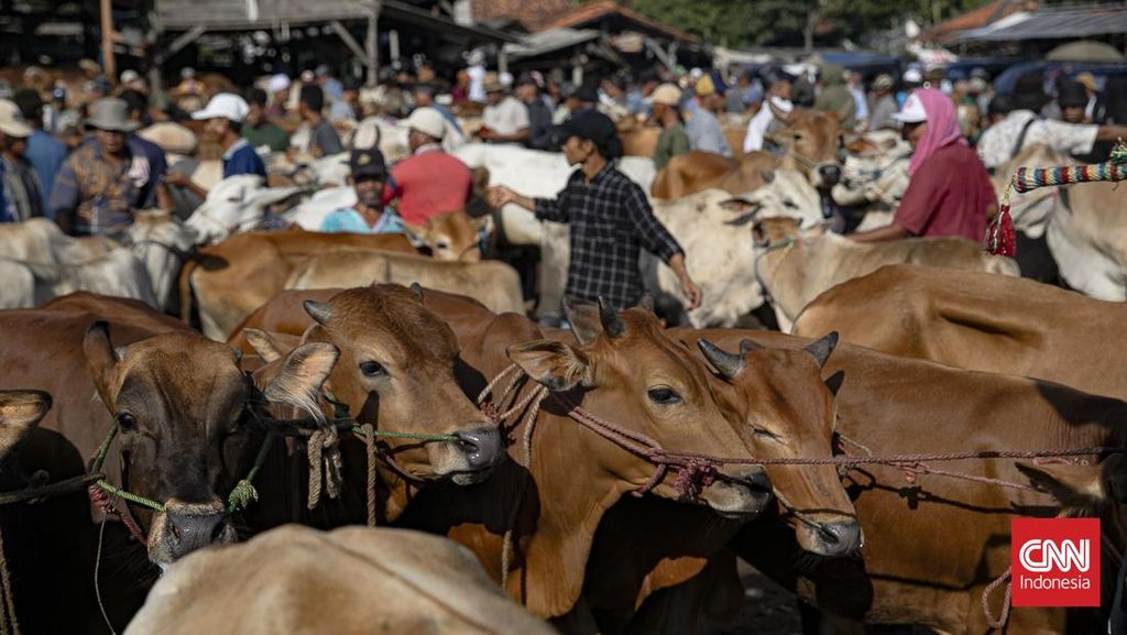 'Banjir' Kurban Desa Krajan Banjarnegara, Potong 52 Sapi-339 Kambing