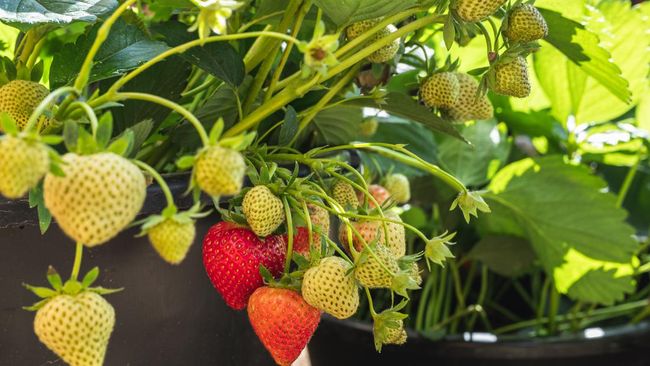 Selain buahnya bisa dipanen langsung untuk konsumsi, tanaman buah dalam pot dapat berfungsi untuk mempercantik teras atau balkon rumah.