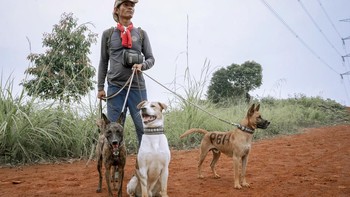 Anjing Pemburu Babi Hutan