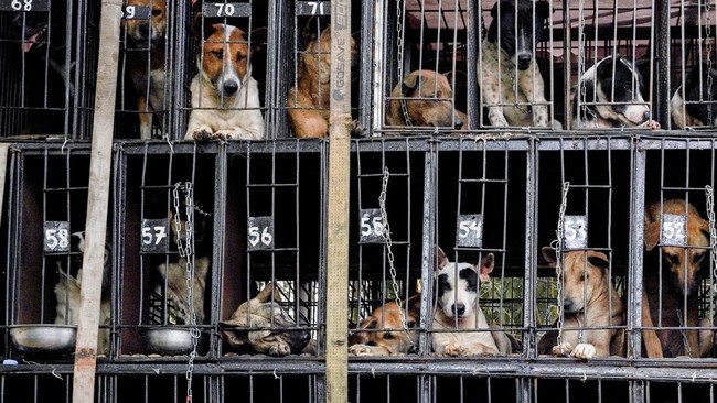 Anjing Pemburu Babi Hutan