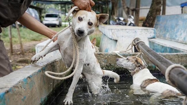 Anjing Pemburu Babi Hutan