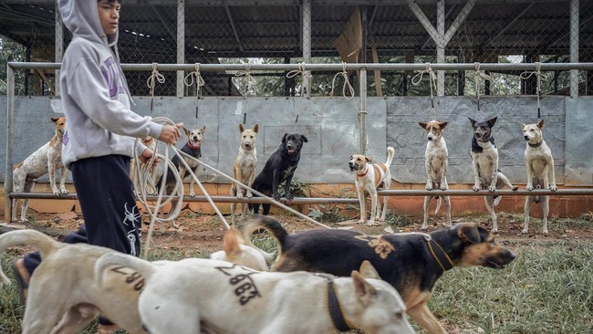 Anjing Pemburu Babi Hutan