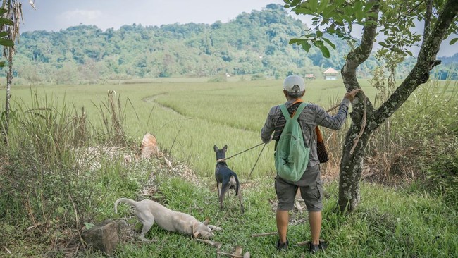 Anjing Pemburu Babi Hutan
