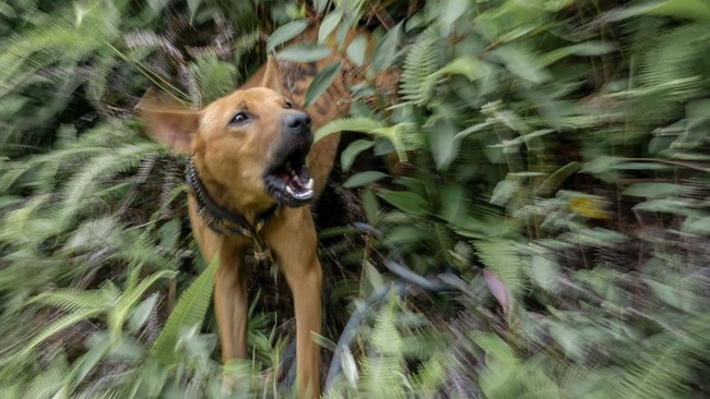 Anjing Pemburu Babi Hutan