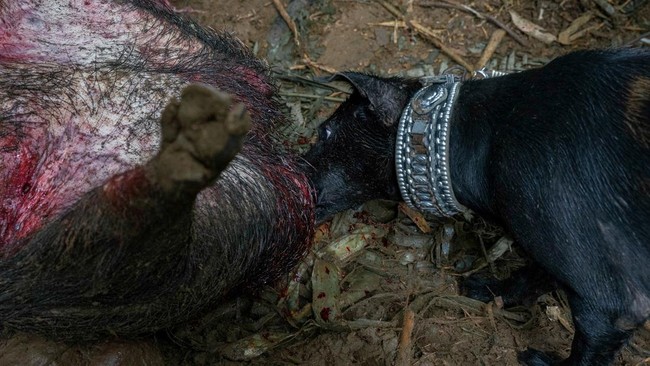 Anjing Pemburu Babi Hutan