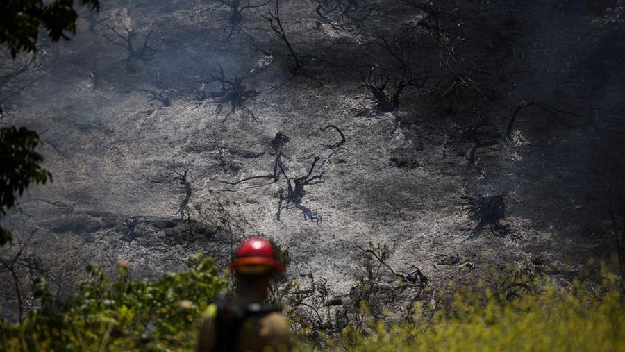 Kebakaran hutan berskala besar telah menghanguskan nyaris sepertiga wilayah Pulau Santa Rosa di Taman Nasional Channel Islands, California, Kamis (21/5/2026). (REUTERS/Daniel Cole)