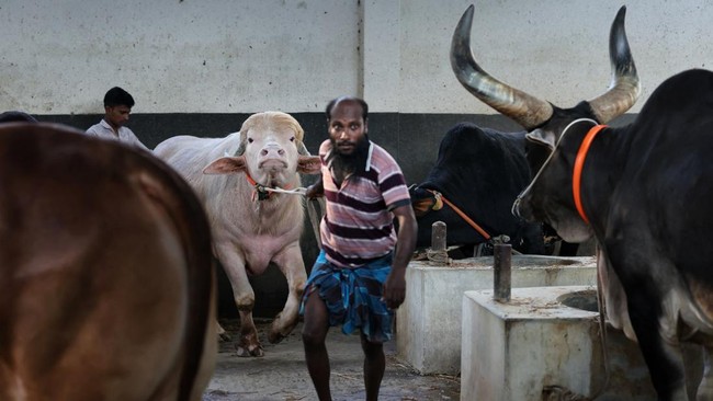 Albino buffalo, named after U.S. President Donald Trump in Narayanganj, Bangladesh. REUTERS/Mohammad Ponir Hossain