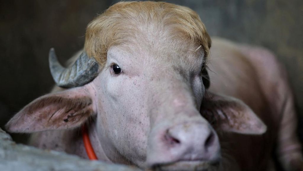 FOTO: Wujud Kerbau Albino 'Donald Trump' yang Viral di Bangladesh