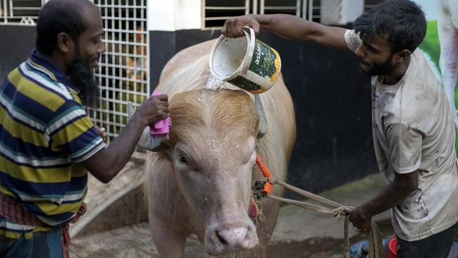 This photograph taken on May 17, 2026 shows caretakers attending an albino buffalo nicknamed