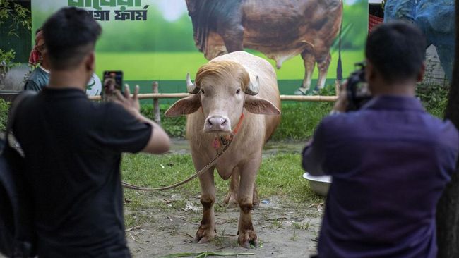 Kerbau "Trump" di Bangladesh batal jadi kurban Iduladha setelah dievakuasi ke kebun binatang nasional. (AFP/Salahuddin Ahmed)