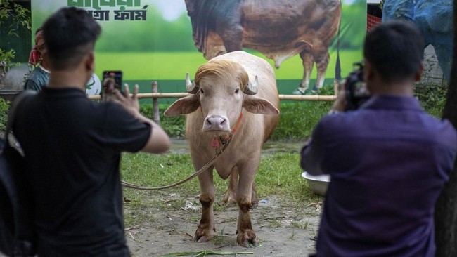 This photograph taken on May 17, 2026 shows content creators shooting videos of an albino buffalo nicknamed