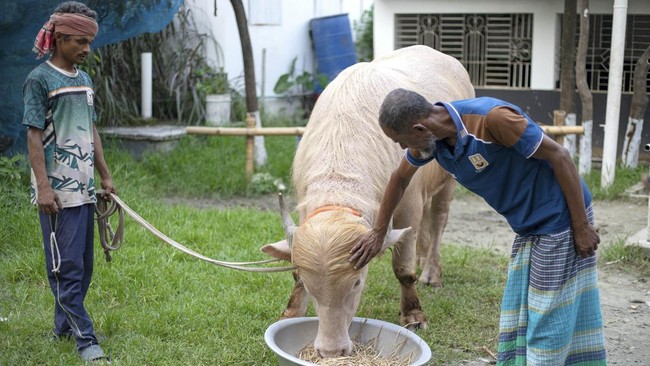 This photograph taken on May 17, 2026 shows caretakers feeding an albino buffalo nicknamed