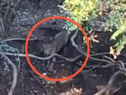 Viral Penampakan Macan di Hutan Cangar Batu, Pihak Tahura Buka Suara