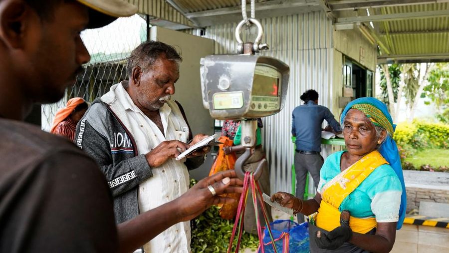 Para pekerja menimbang karung berisi daun teh nan baru dipetik di pusat pengumpulan di Perkebunan Teh Dunkeld di Hatton, Sri Lanka, 29 April 2026.