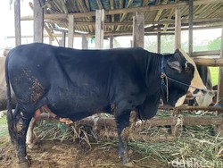 Jualan Hewan Kurban di Semarang Lesu, Pedagang: Baru Jual 50 Ekor Sapi