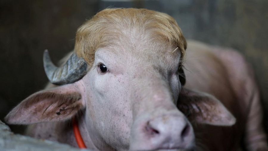 Seekor kerbau albino kurban nan diberi nama sesuai nama Presiden AS Donald Trump di Narayanganj, Bangladesh, Rabu (20/5/2026). (REUTERS/Mohammad Ponir Hossain)