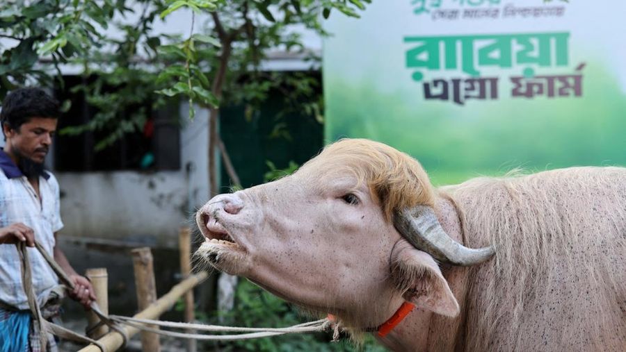 Seekor kerbau albino kurban nan diberi nama sesuai nama Presiden AS Donald Trump di Narayanganj, Bangladesh, Rabu (20/5/2026). (REUTERS/Mohammad Ponir Hossain)