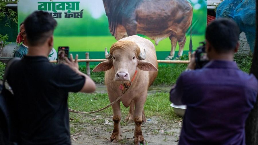 Seekor kerbau albino kurban nan diberi nama sesuai nama Presiden AS Donald Trump di Narayanganj, Bangladesh, Rabu (20/5/2026). (AFP/SALAHUDDIN AHMED)