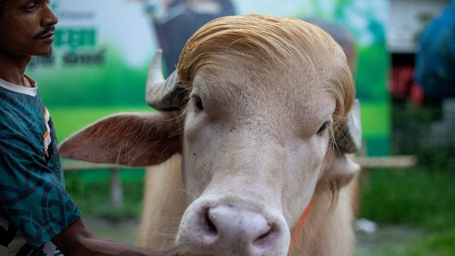 Seekor kerbau albino kurban nan diberi nama sesuai nama Presiden AS Donald Trump di Narayanganj, Bangladesh, Rabu (20/5/2026). (AFP/SALAHUDDIN AHMED)