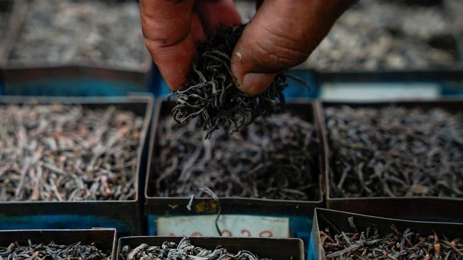 Seorang tenaga kerja memeriksa daun teh kering di pabrik teh Dilmah di Kolombo, Sri Lanka, 23 April 2026.