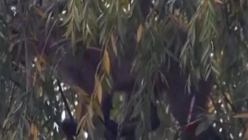 Puma Liar Masuk Permukiman, Bikin Geger Warga Sekitar