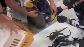Belasan Iguana Galapagos Langka Diseludupkan di Bandara Ekuador