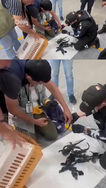 Belasan Iguana Galapagos Langka Diseludupkan di Bandara Ekuador