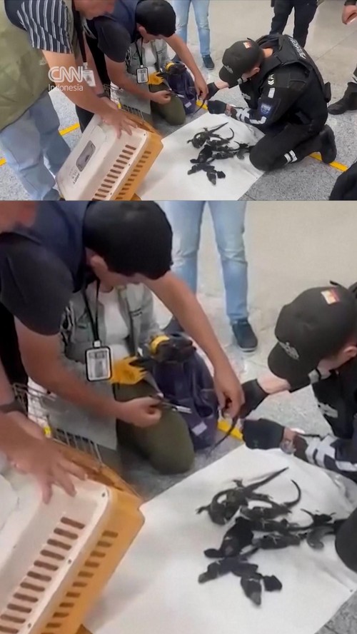 Belasan Iguana Galapagos Langka Diseludupkan di Bandara Ekuador