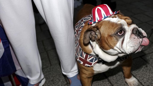 A dog takes part in a